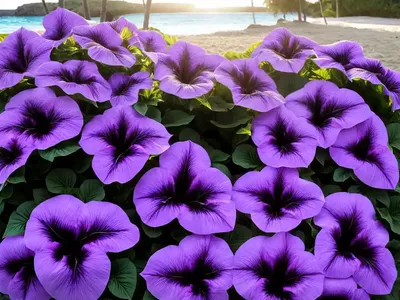 Petunia ‘Supertunia Bermuda Beach’)