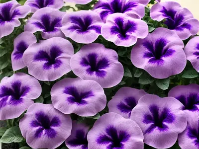 Petunia ‘Wave Purple Classic’)