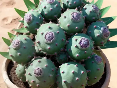 Peyote (Lophophora Williamsii)