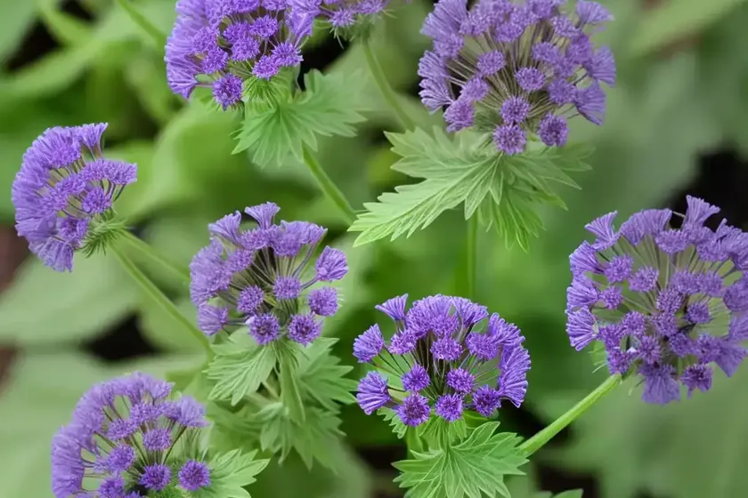 Phacelia bipinnatifida (fernleaf phacelia) — photo 3