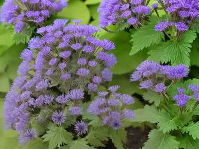 Phacelia Bipinnatifida (Fernleaf Phacelia)