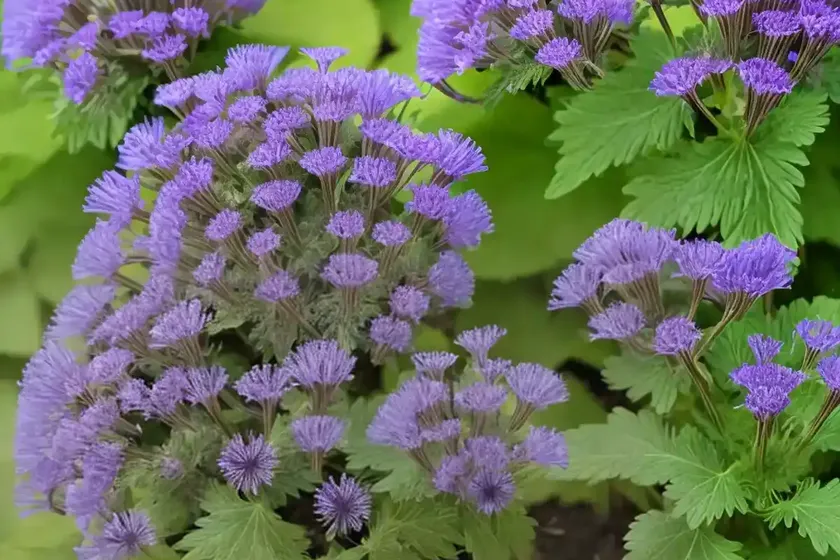 Phacelia bipinnatifida (fernleaf phacelia)