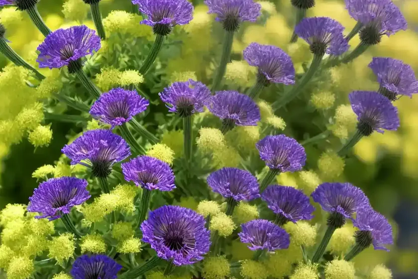 Phacelia californica (california phacelia) — photo 2