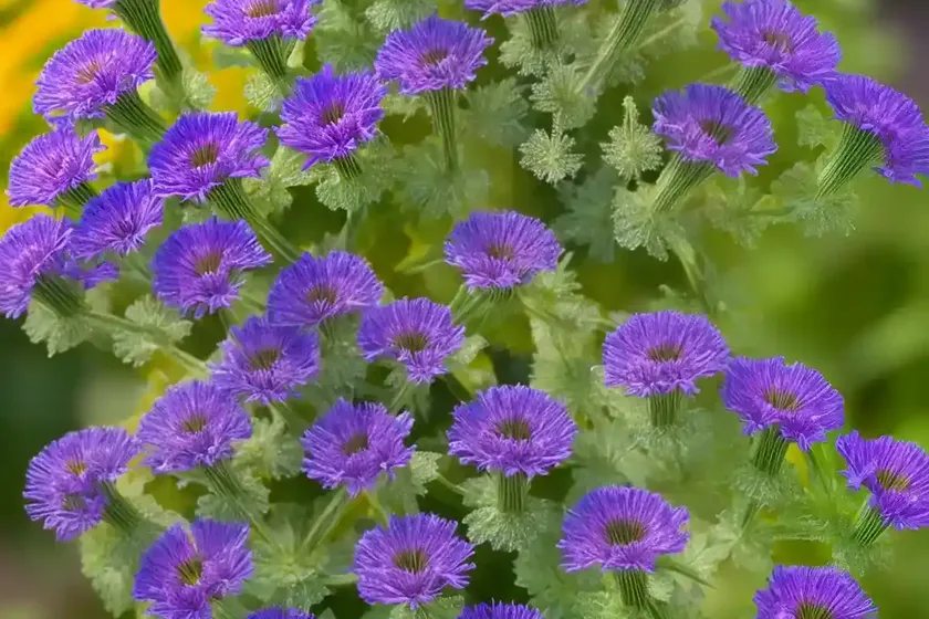 Phacelia californica (california phacelia) — photo 3