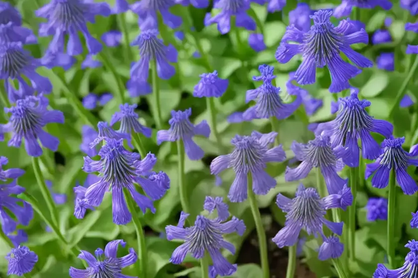 Phacelia campanularia (desert bluebell) — photo 3