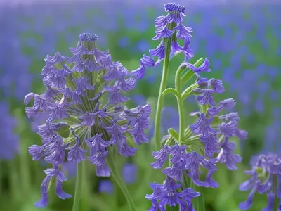 Phacelia Campanularia (Desert Bluebell)