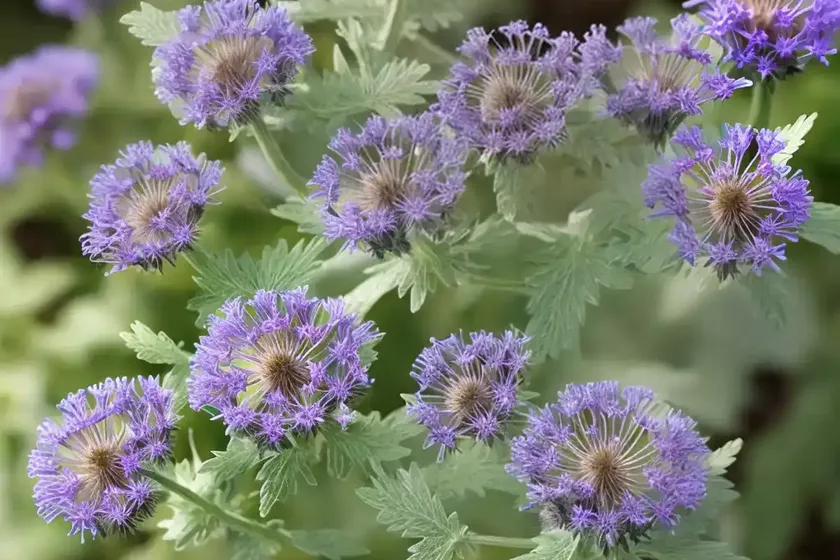 Phacelia hastata (silverleaf phacelia) — photo 2