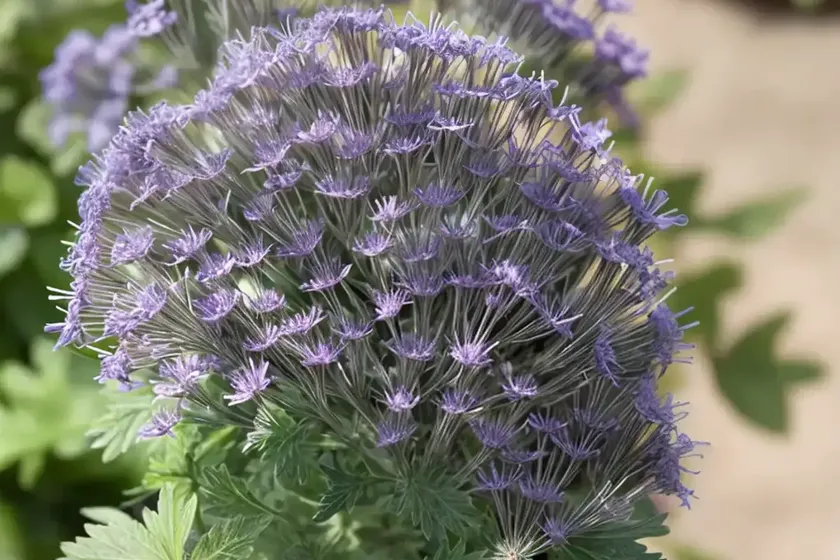 Phacelia hastata (silverleaf phacelia) — photo 3