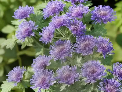 Phacelia Hastata (Silverleaf Phacelia)