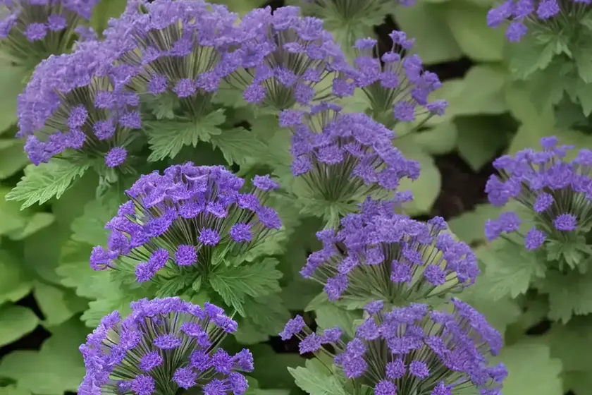 Phacelia sericea (silky phacelia) — photo 2