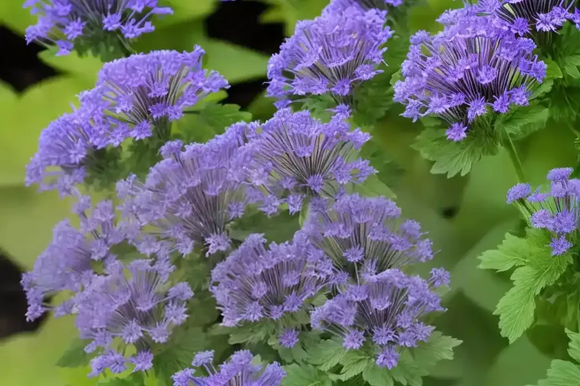 Phacelia sericea (silky phacelia) — photo 3