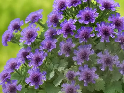 Phacelia Sericea (Silky Phacelia)
