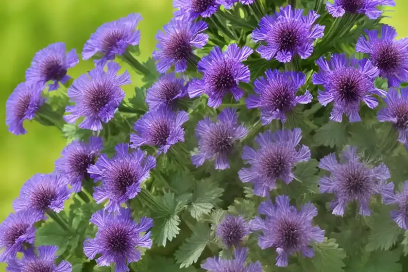 Phacelia sericea (silky phacelia)