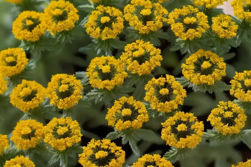 Phacelia tanacetifolia (fiddleneck)
