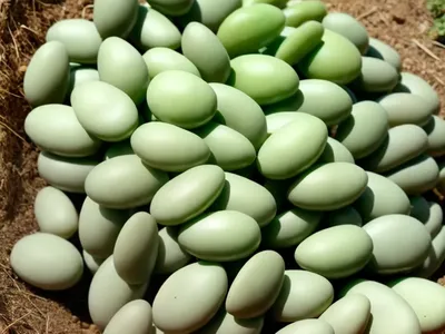 Phaseolus Lunatus ‘� Lima Beans)