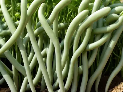 Phaseolus Vulgaris ‘� Cannellini Beans)
