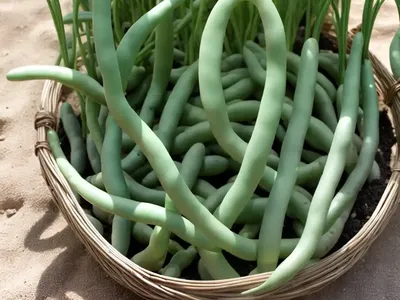 Phaseolus Vulgaris ‘� Cranberry Beans)