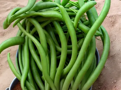 Phaseolus Vulgaris ‘� Kidney Beans)