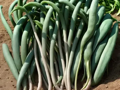 Phaseolus Vulgaris ‘� Navy Beans)