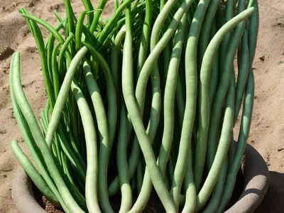 Phaseolus Vulgaris ‘� Pinto Beans)