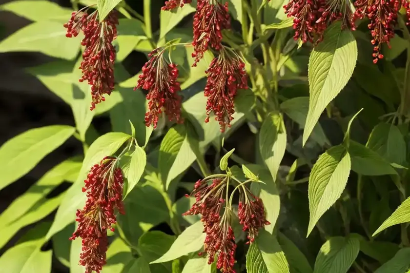 Pheasant-berry (leycesteria formosa) — photo 3