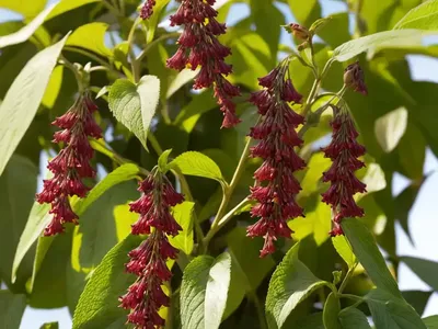 Pheasant-berry (Leycesteria Formosa)