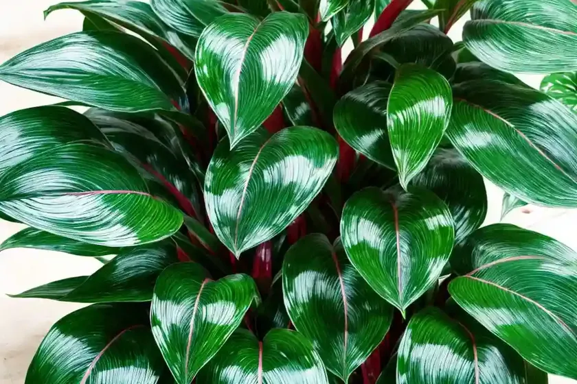 Philippine evergreen (aglaonema commutatum) — photo 2
