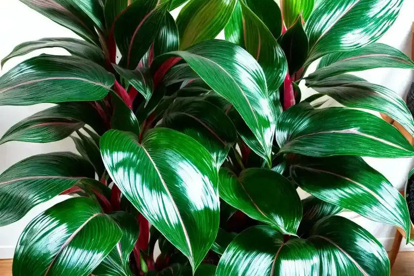 Philippine evergreen (aglaonema commutatum) — photo 3