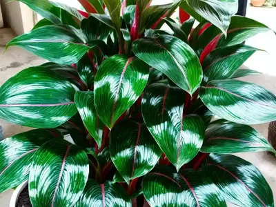Philippine Evergreen (Aglaonema Commutatum)