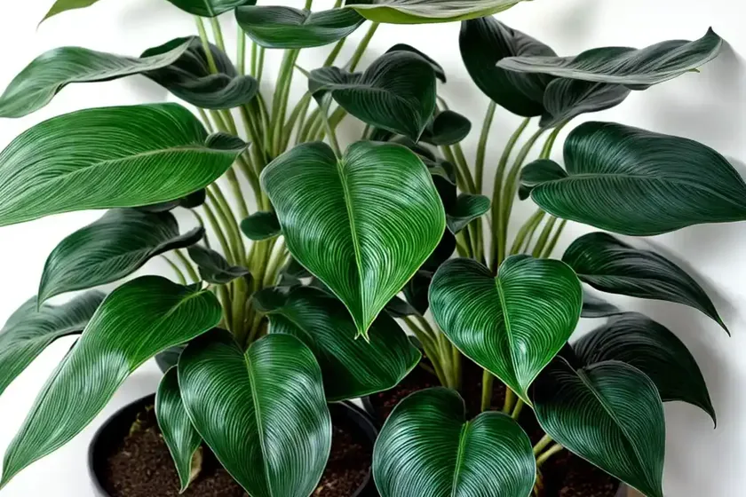 Philodendron birkin (philodendron ‘birkin’) — photo 2