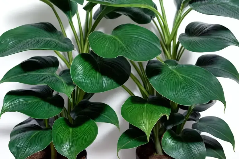 Philodendron birkin (philodendron ‘birkin’) — photo 3