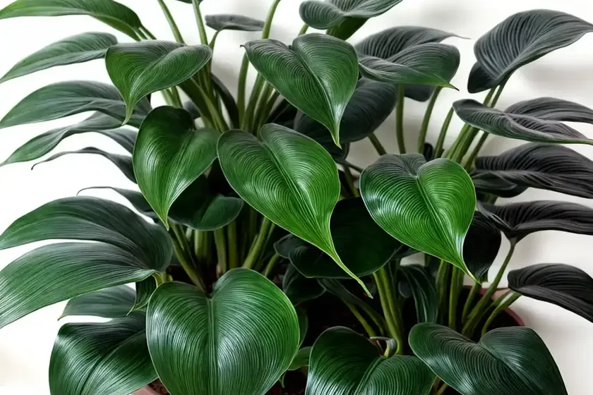 Philodendron birkin (philodendron ‘birkin’)