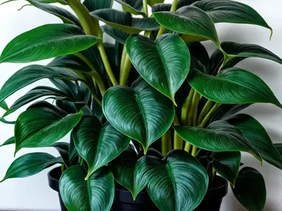 Philodendron Dark Lord (Philodendron Dark Lord)