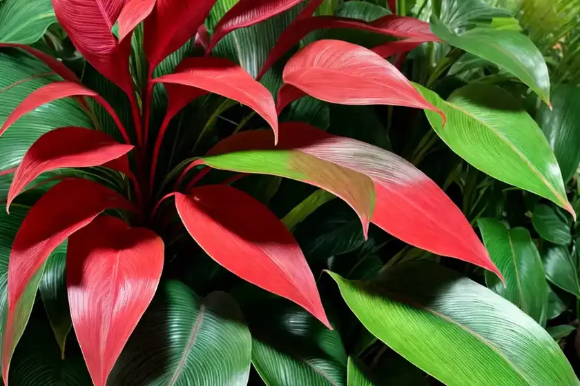 Philodendron el choco red (philodendron rubrijuvenilum) — photo 3