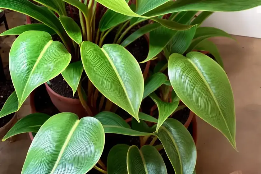 Philodendron el choco red (philodendron rubrijuvenilum)