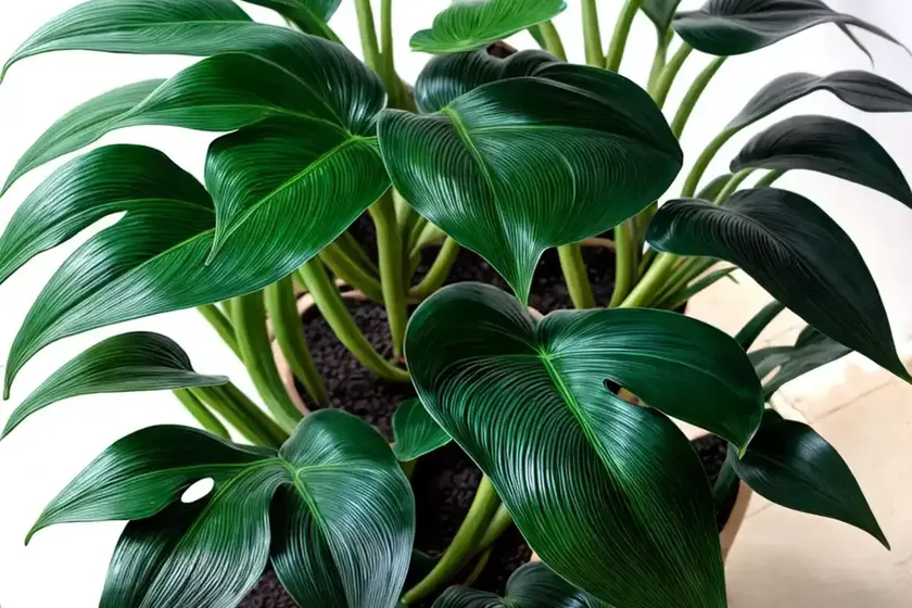 Philodendron ‘florida beauty’ (philodendron ‘florida beauty’) — photo 3