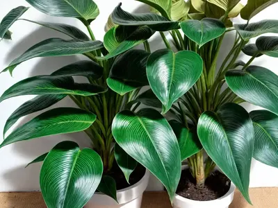 Philodendron ‘florida Beauty’ (Philodendron ‘florida Beauty’)