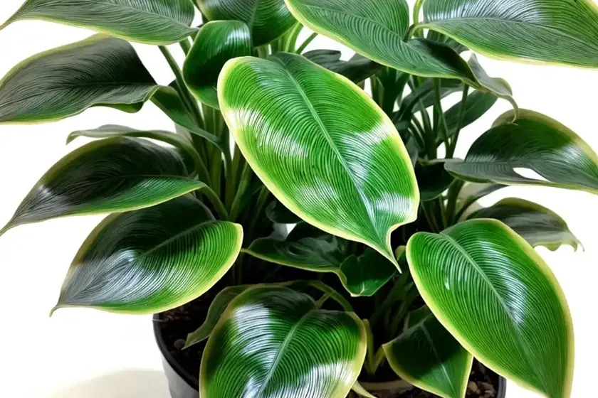 Philodendron florida beauty variegata (philodendron ‘florida beauty’ variegata) — photo 3