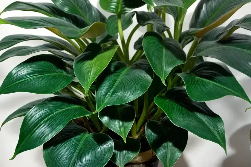 Philodendron florida ghost (philodendron ‘florida ghost’) — photo 2