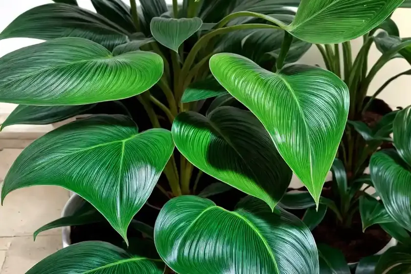 Philodendron green wonder (philodendron ‘green wonder’) — photo 2