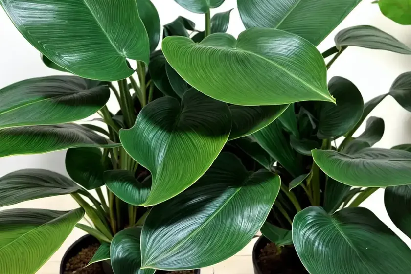 Philodendron green wonder (philodendron ‘green wonder’) — photo 3