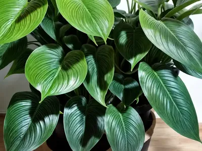 Philodendron Green Wonder (Philodendron ‘green Wonder’)