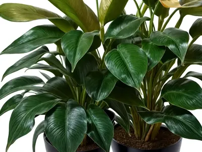 Philodendron Hybrid Malay Gold (Philodendron ‘malay Gold’)