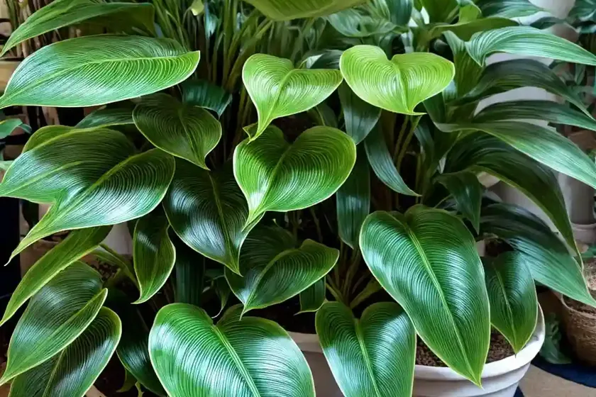 Philodendron jungle boogie (philodendron henderson’s pride)