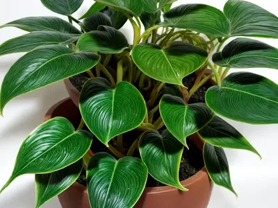 Philodendron Lickety Split (Philodendron ‘Lickety Split’)