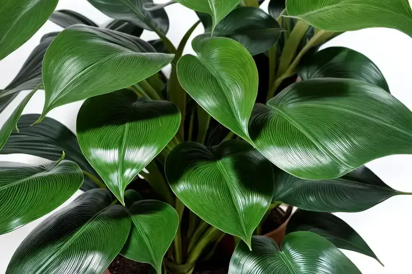 Philodendron ‘mccolley’s finale’ (philodendron ‘mccolley’s finale’) — photo 2