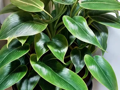Philodendron ‘mccolley’s Finale’ (Philodendron ‘mccolley’s Finale’)