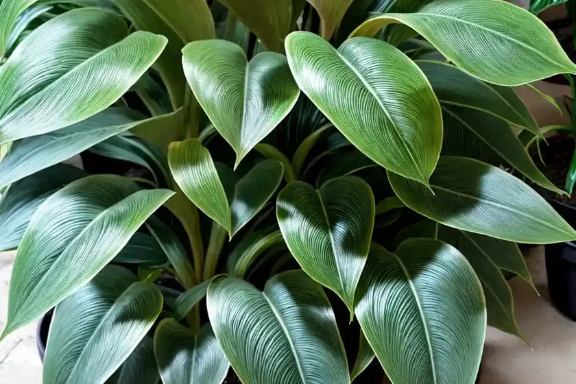 Philodendron ‘moonlight’ (philodendron ‘moonlight’) — photo 2