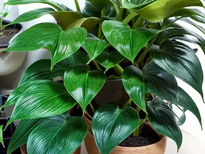 Philodendron ‘Moonlight’ (Philodendron ‘Moonlight’)