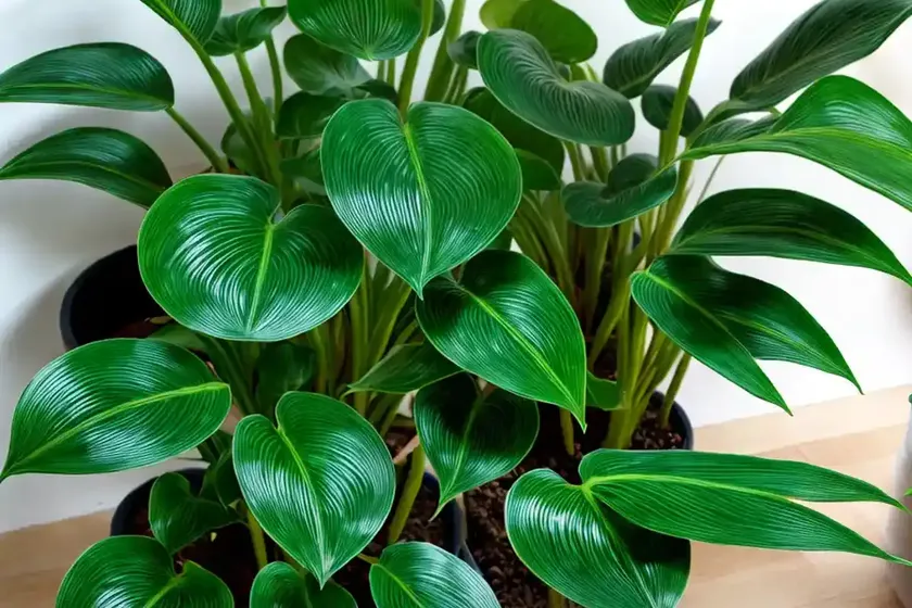 Philodendron pedatum (philodendron pedatum) — photo 3